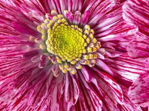12 C W.Kleinoeder 2022 W. Kleinoder Chrysantheme 5047
